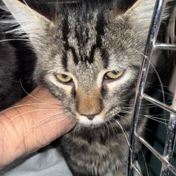 Beast -  Domestic Medium Hair Cat for Adoption in Granby, Missouri - Beast | PetCurious