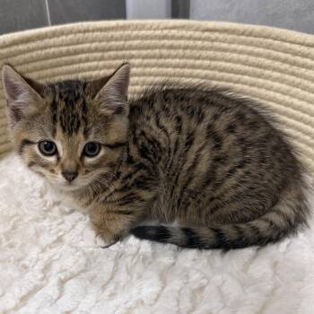 Domestic Short Hair Cats Available for Adoption in Lewisville, Texas - Beau (RW#4) | PetCurious