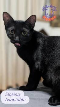 Staring -  Domestic Short Hair Cat for Adoption in Honolulu, Hawaii - Staring | PetCurious