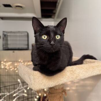 Rescue Domestic Short Hair Cats for Adoption in Buffalo, Minnesota - Toe-sie | PetCurious