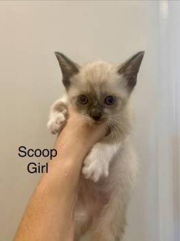 Scoop -  Siamese and Domestic Short Hair Cat for Adoption in Fort Worth, Texas - Scoop | PetCurious