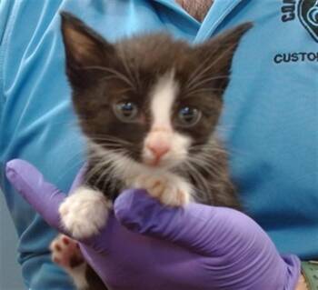 ROGER -  Domestic Short Hair Cat for Adoption in Doral, Florida - ROGER | PetCurious