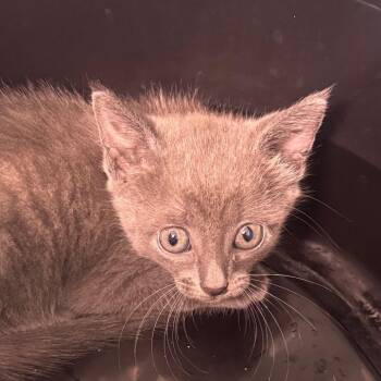 Jude -  Domestic Short Hair Cat for Adoption in Tampa, Florida - Jude | PetCurious