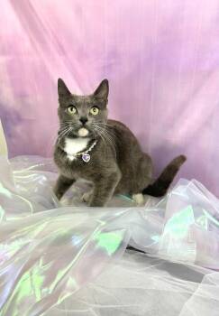 Russian Blue and Domestic Short Hair Cats Available for Adoption in Houston, Texas - Socks  | PetCurious