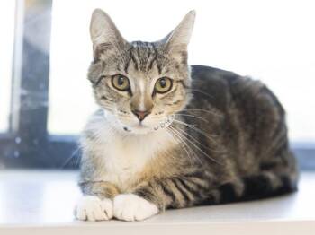 WALL-E -  Domestic Short Hair Cat for Adoption in Phoenix, Arizona - WALL-E | PetCurious