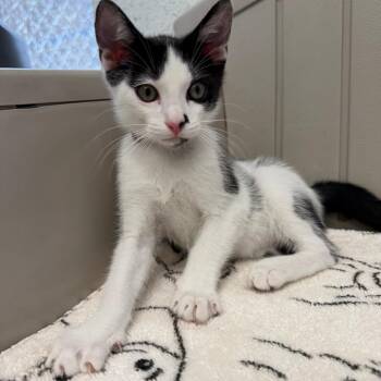 Proton -  Domestic Short Hair Cat for Adoption in Hawthorne, California - Proton | PetCurious