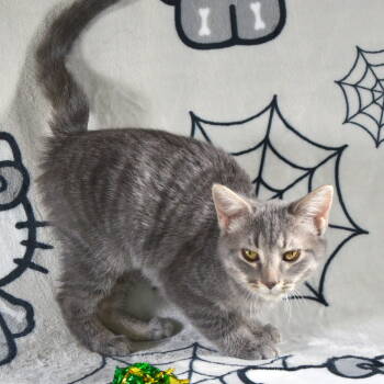 Rescue Domestic Short Hair and Tabby Cats for Adoption in Traverse City, Michigan - Petunia | PetCurious