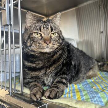 Domestic Short Hair Cats Available for Adoption in Manhattan, Kansas - Moto Moto | PetCurious