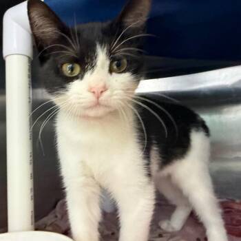 Jones -  Domestic Short Hair Cat for Adoption in Lakeland, Florida - Jones | PetCurious