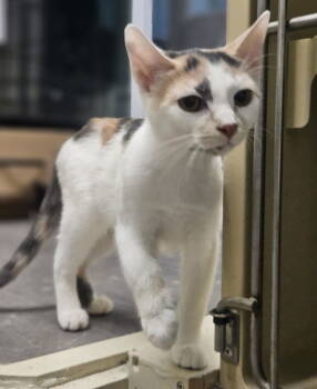 Rescue Domestic Short Hair Cats for Adoption in Rochester, New Hampshire - Casey AND Willow | PetCurious