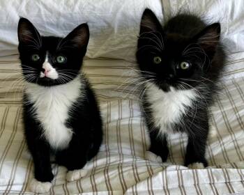 Rosemarie (bonded with Roland) -  Domestic Short Hair Cat for Adoption in San Francisco, California - Rosemarie (bonded With Roland) | PetCurious