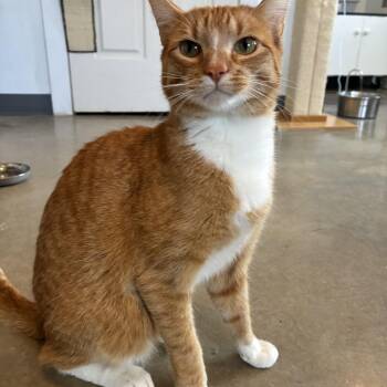 Tabby Cats Available for Adoption in Bonners Ferry, Idaho - Haytham | PetCurious