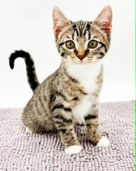 Cinnamon is a crazy cute - loves sis Toffee -  Bengal and Turkish Van Cat for Adoption in Bedford Hills, New York - Cinnamon Is A Crazy Cute - Loves Sis Toffee | PetCurious