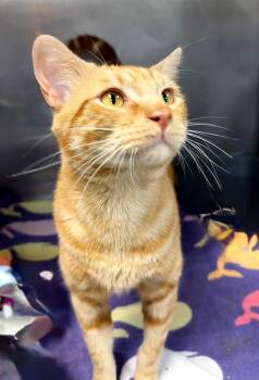 HoneyHam -  Domestic Short Hair Cat for Adoption in Little Rock, Arkansas - HoneyHam | PetCurious