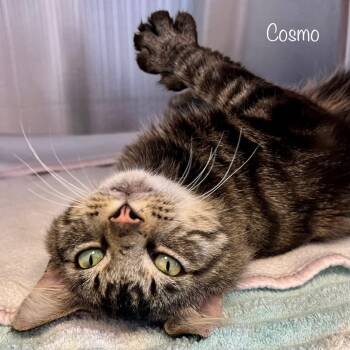 Cosmo -  Domestic Long Hair Cat for Adoption in Madisonville, Tennessee - Cosmo | PetCurious