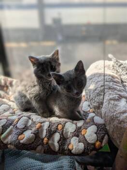 Rescue Domestic Long Hair Cats for Adoption in Colorado Springs, Colorado - SUN | PetCurious