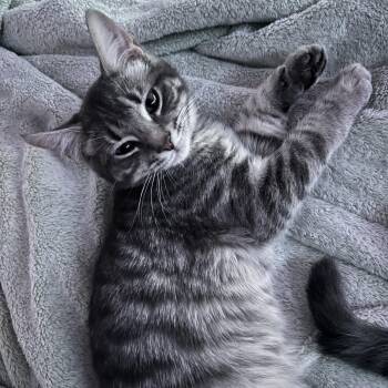 Kurt -  Domestic Short Hair Cat for Adoption in Fairfax Station, Virginia - Kurt | PetCurious