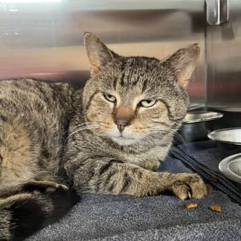 Domestic Short Hair Cats Available for Adoption - Tom Yum | PetCurious