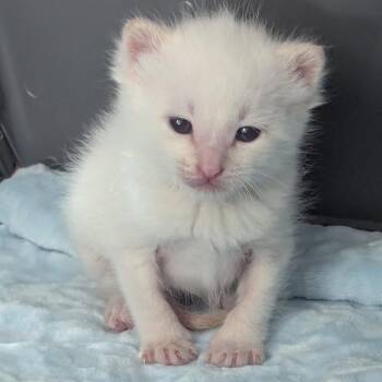 Davy -  Domestic Short Hair Cat for Adoption in Meridian, Idaho - Davy | PetCurious