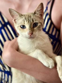 Rescue Siamese and Snowshoe Cats for Adoption in Los Angeles, California - TomKha | PetCurious