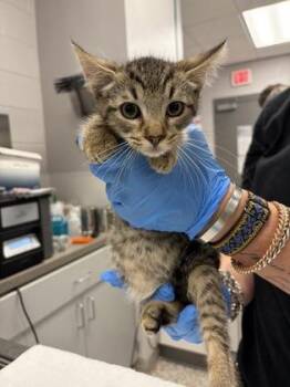 Domestic Short Hair Cats Available for Adoption in Gastonia, North Carolina - Brown Band | PetCurious