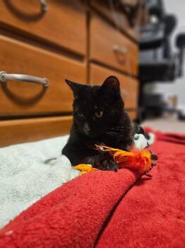 Domestic Short Hair Cats Available for Adoption in Fort Collins, Colorado - Ernest | PetCurious