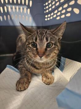 Casey -  Domestic Short Hair Cat for Adoption in Grand Rapids, Michigan - Casey | PetCurious