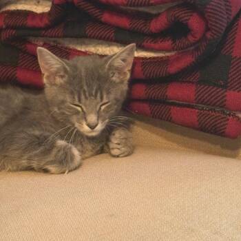 Sonny Angel -  Domestic Short Hair Cat for Adoption in Chicago, Illinois - Sonny Angel | PetCurious