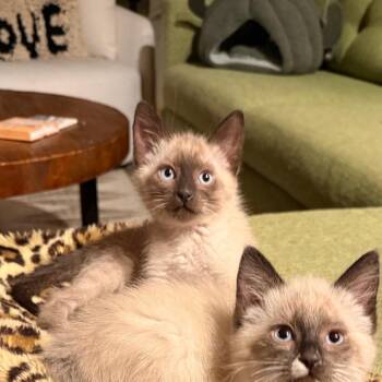 Plankton -  Domestic Short Hair Cat for Adoption in Hailey, Idaho - Plankton | PetCurious