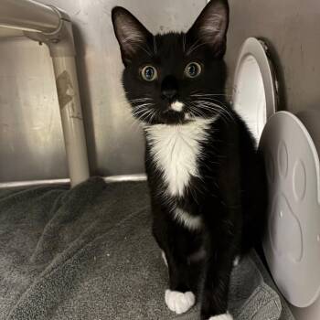 Dust -  Domestic Short Hair Cat for Adoption in Marshall, Virginia - Dust | PetCurious