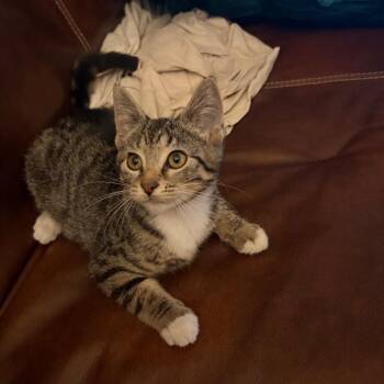 Hen -  Domestic Short Hair Cat for Adoption in Dearborn, Michigan - Hen | PetCurious