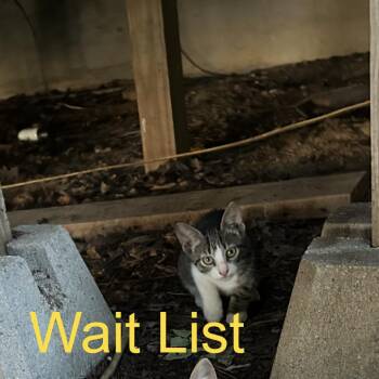 Bootsie -  American Wirehair Cat for Adoption in Livingston, Texas - Bootsie | PetCurious