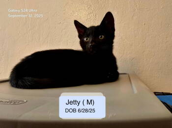 Rescue Domestic Short Hair Cats for Adoption in Vacaville, California - Jetty | PetCurious