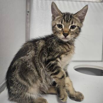 Fettucine -  Domestic Short Hair Cat for Adoption in Binghamton, New York - Fettucine | PetCurious
