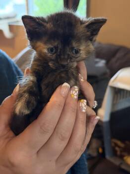 Domestic Short Hair Cats Available for Adoption in Poplar Grove, Illinois - Hyacinth Bridgerton | PetCurious