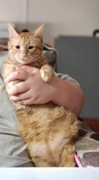 Tank -  Domestic Short Hair Cat for Adoption in Mount Pleasant, Texas - Tank | PetCurious