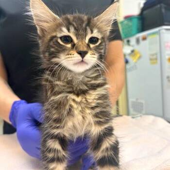 Saguaro -  Domestic Medium Hair and Domestic Short Hair Cat for Adoption in Woodinville, Washington - Saguaro | PetCurious