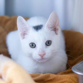 Domestic Short Hair Cats Available for Adoption in Wilmington, Delaware - Oberon | PetCurious