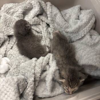 Flea -  Domestic Short Hair Cat for Adoption in Westminster, California - Flea | PetCurious