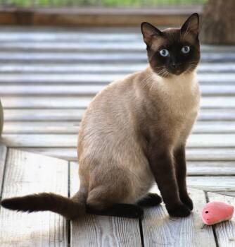 Rescue Domestic Short Hair Cats for Adoption in North Fort Myers, Florida - Finn | PetCurious