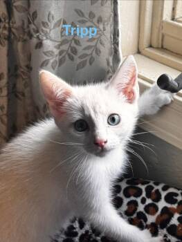 Tripp -  Siamese Cat for Adoption in Wasilla, Alaska - Tripp | PetCurious