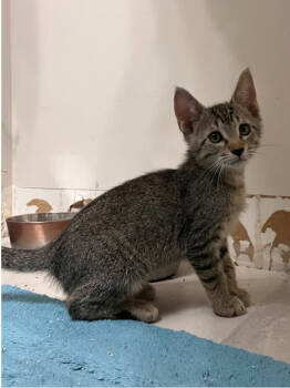 Rescue Domestic Short Hair Cats for Adoption in West Palm Beach, Florida - Voulez-Vous | PetCurious