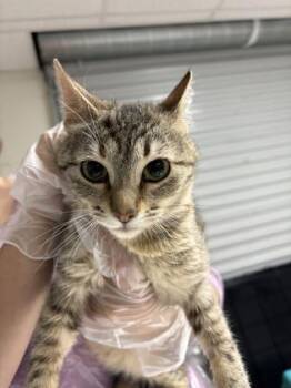 Domestic Short Hair Cats Available for Adoption in San Antonio, Texas - Fettuccine | PetCurious