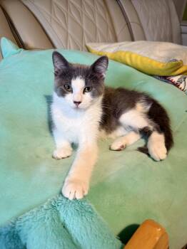 Hikari -  Domestic Short Hair Cat for Adoption in Columbus, Minnesota - Hikari | PetCurious