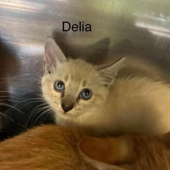 delia -  Siamese Cat for Adoption in Madill, Oklahoma - Delia | PetCurious