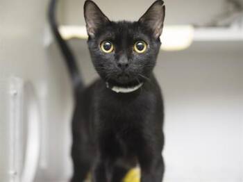 WANDA -  Domestic Short Hair Cat for Adoption in Phoenix, Arizona - WANDA | PetCurious