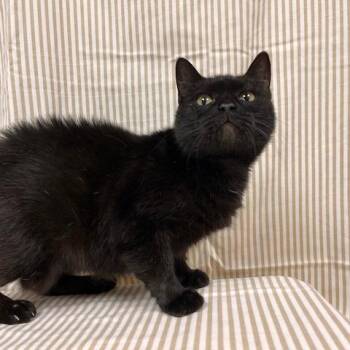 Domestic Short Hair Cats Available for Adoption in Lyndhurst, Virginia - Meowgdalena | PetCurious