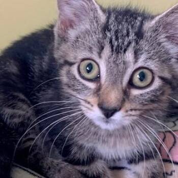 Bud -  Domestic Short Hair Cat for Adoption in Greensburg, Pennsylvania - Bud | PetCurious