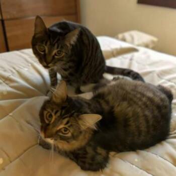 Twinkle -  Domestic Medium Hair and Tabby Cat for Adoption in Gilbert, Arizona - Twinkle | PetCurious