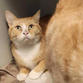 Rescue Domestic Short Hair Cats for Adoption in San Diego, California - Tigger | PetCurious